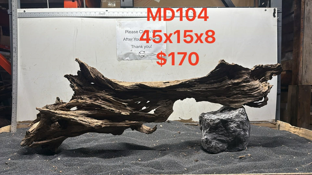 Malaysian Driftwood Showpiece
