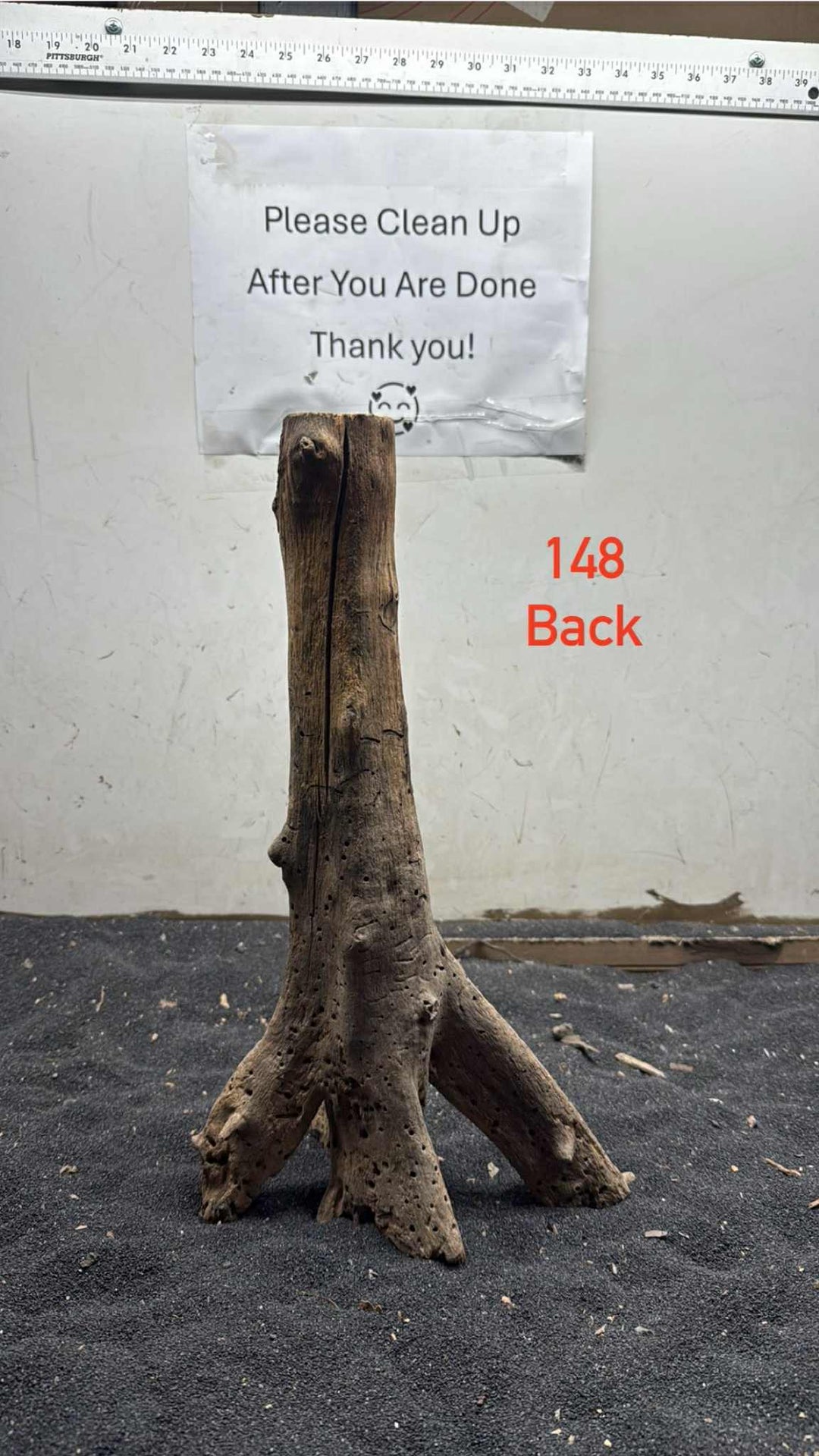 Mangrove Tree Stump 148