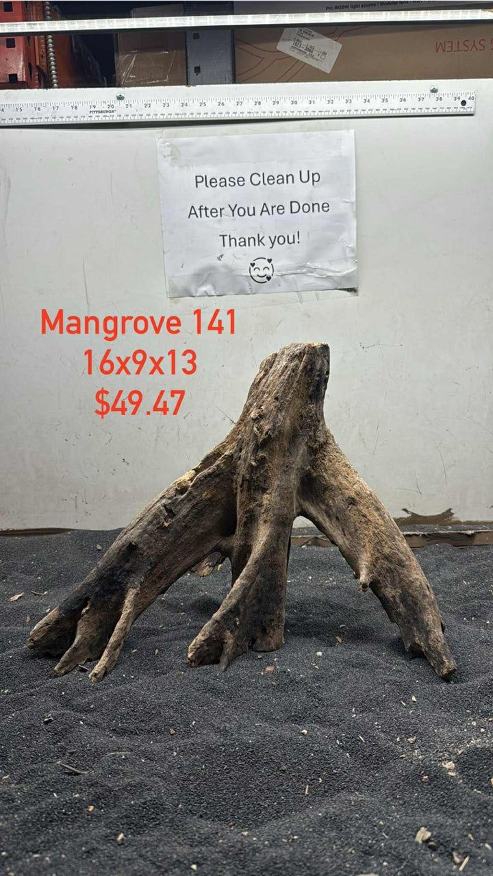 Mangrove Tree Stump 141