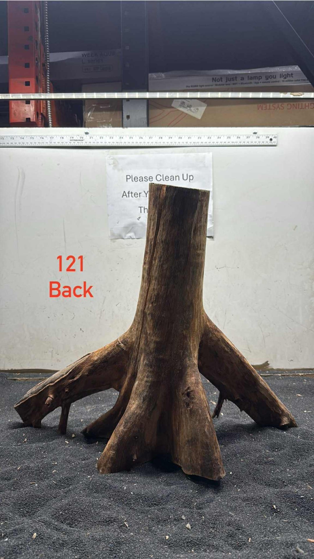 Mangrove Tree Stump 121
