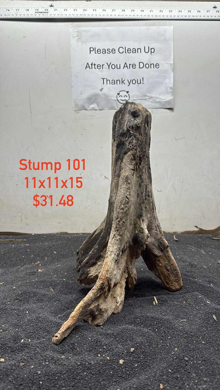 Mangrove Tree Stump 101