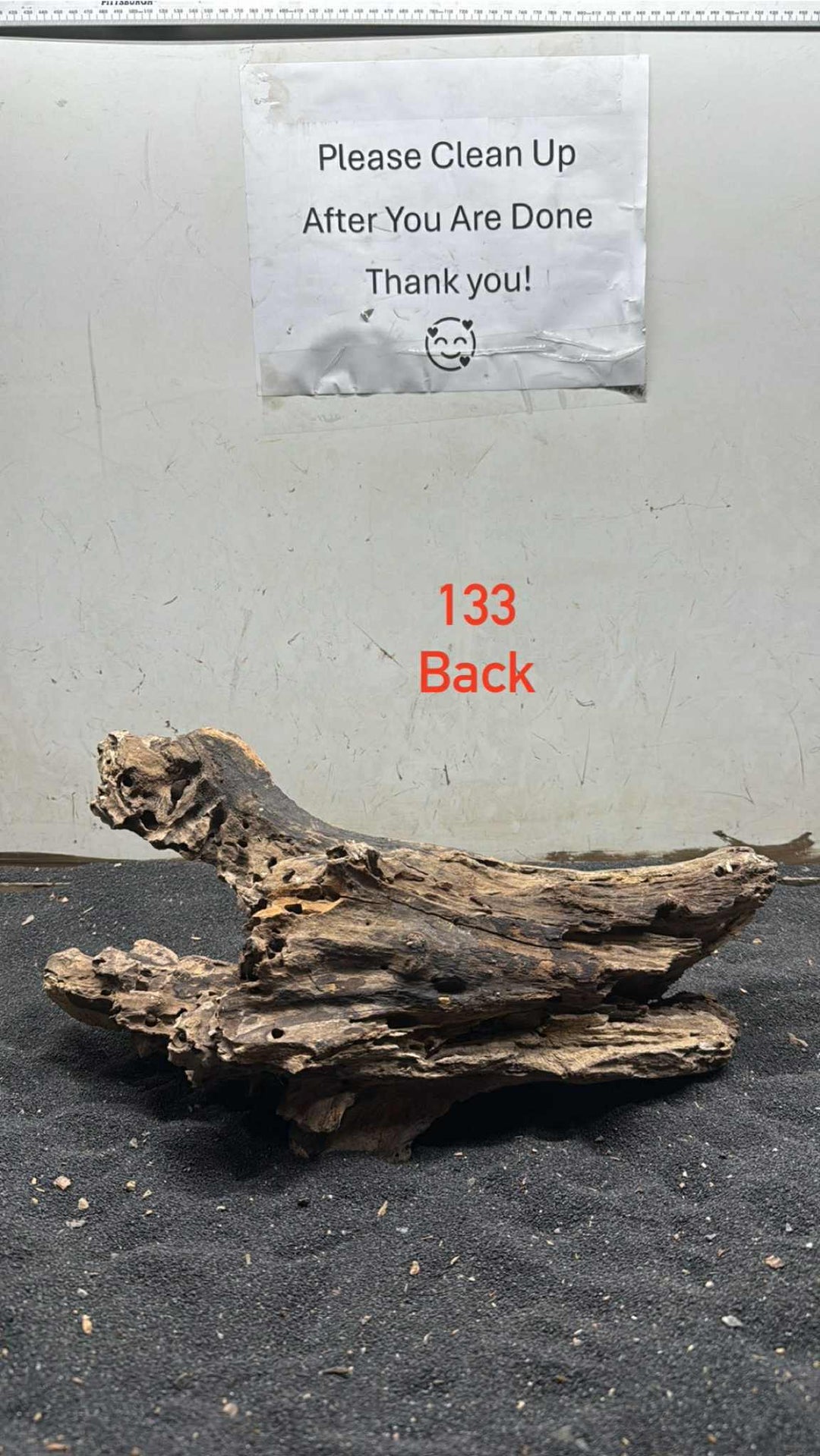 Mangrove Tree Stump 133