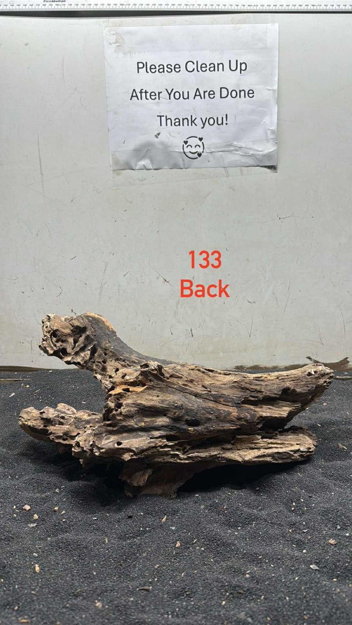 Mangrove Tree Stump 133