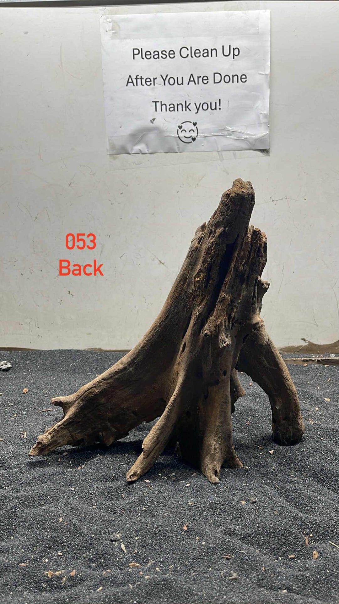 Mangrove Tree Stump 053