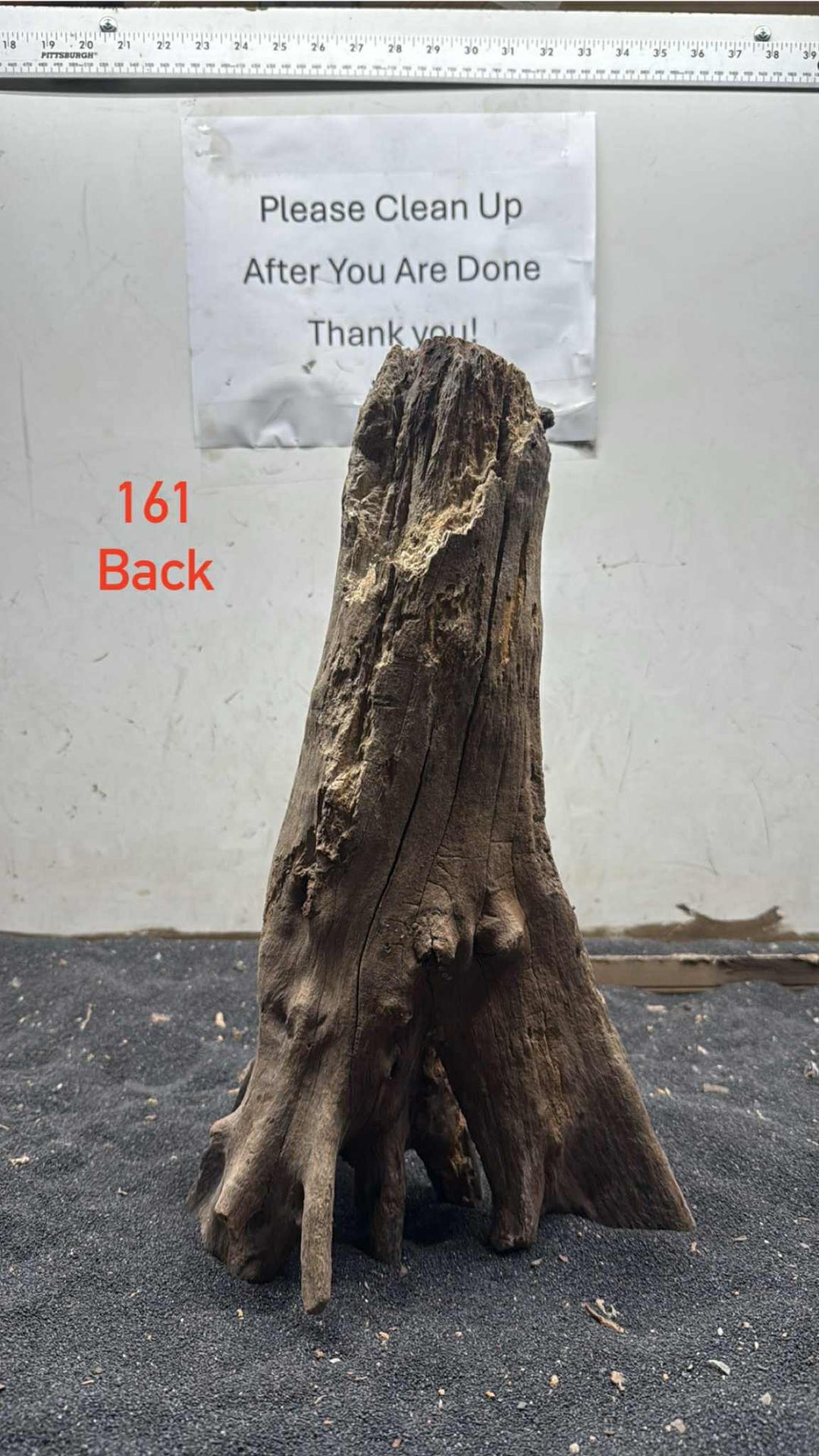 Mangrove Tree Stump 161
