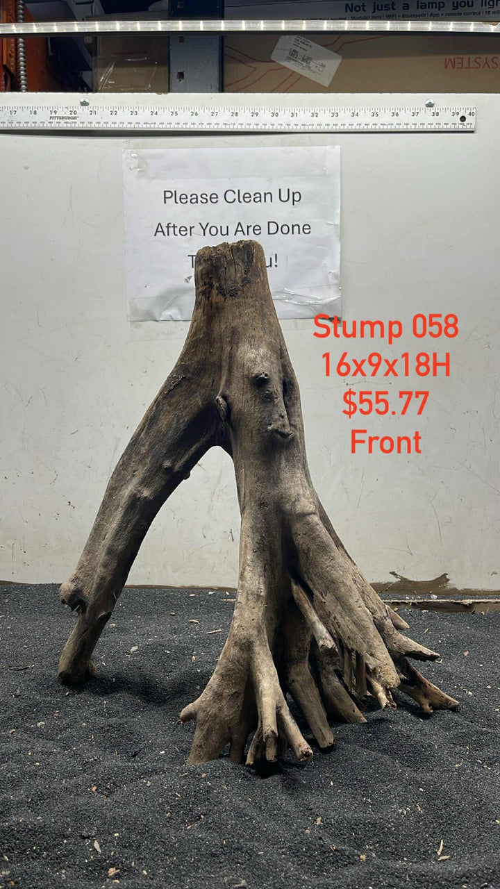 Mangrove Tree Stump 058