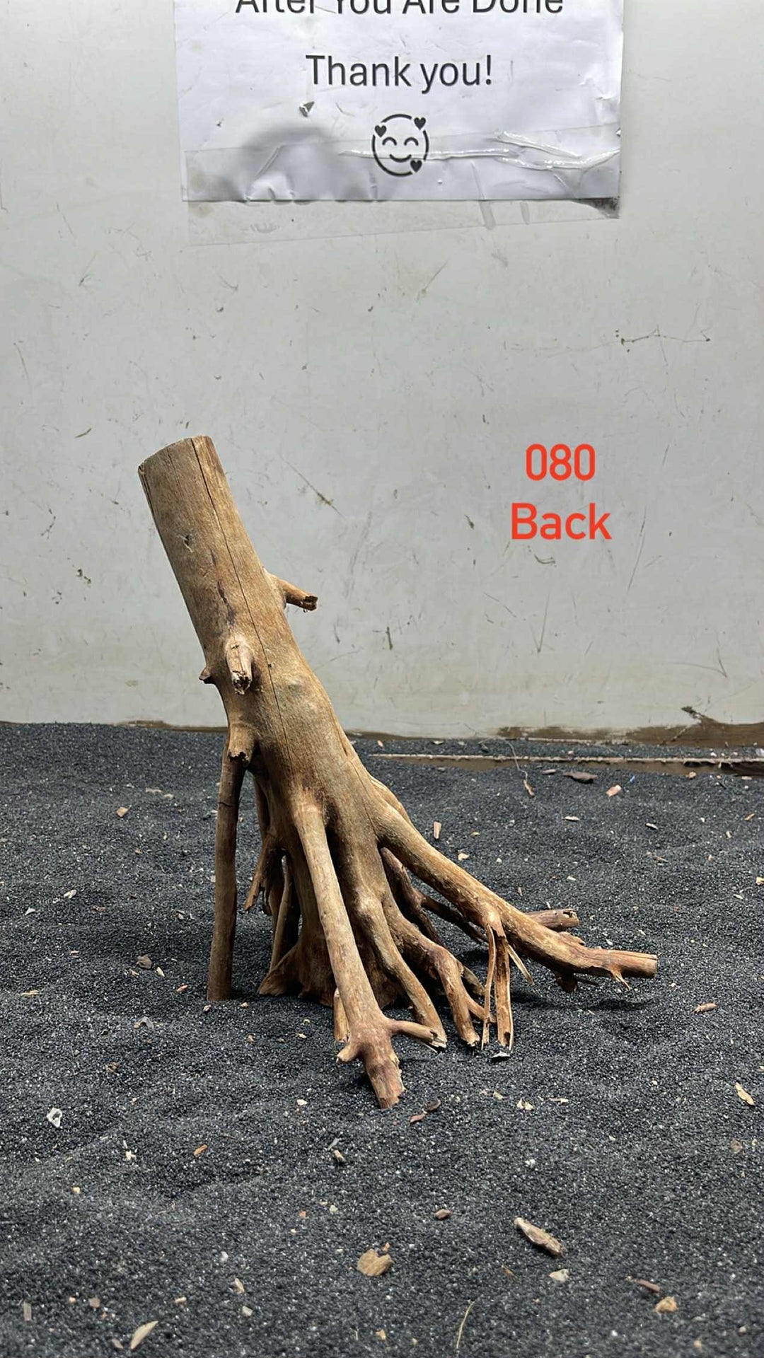 Mangrove Tree Stump 080