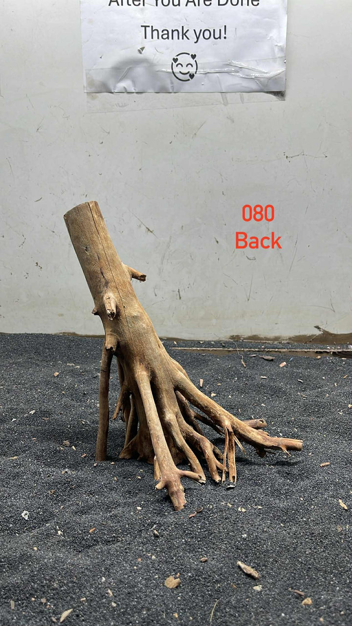 Mangrove Tree Stump 080