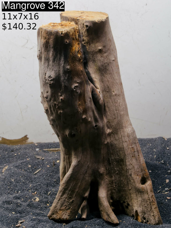 Mangrove Tree Stump 342