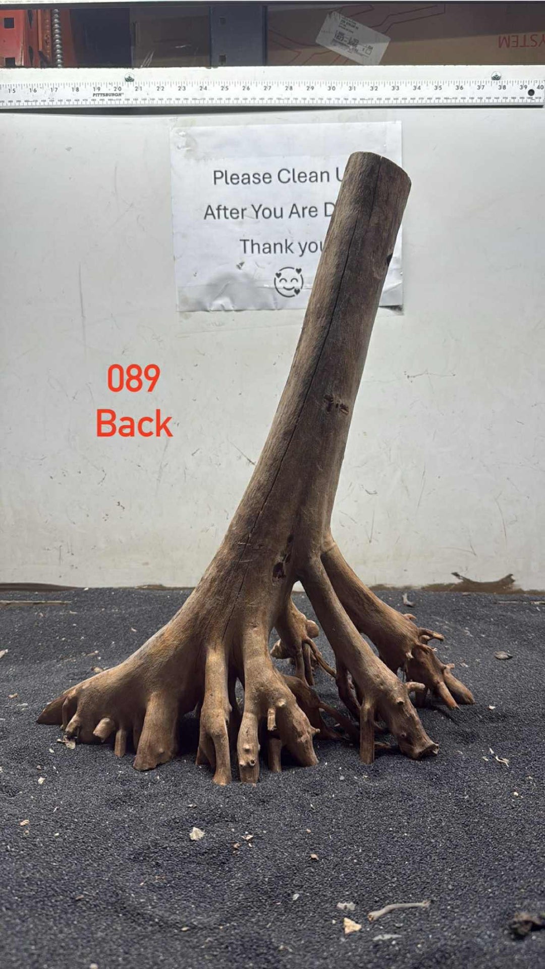 Mangrove Tree Stump 089