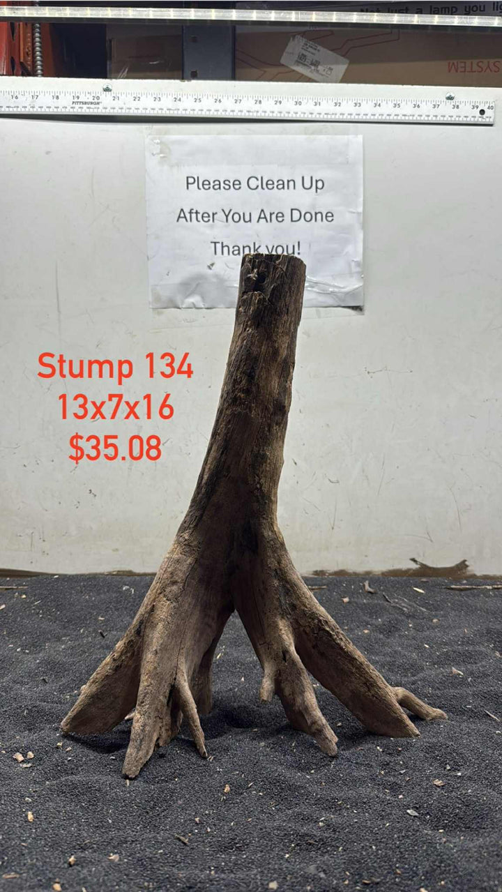 Mangrove Tree Stump 134