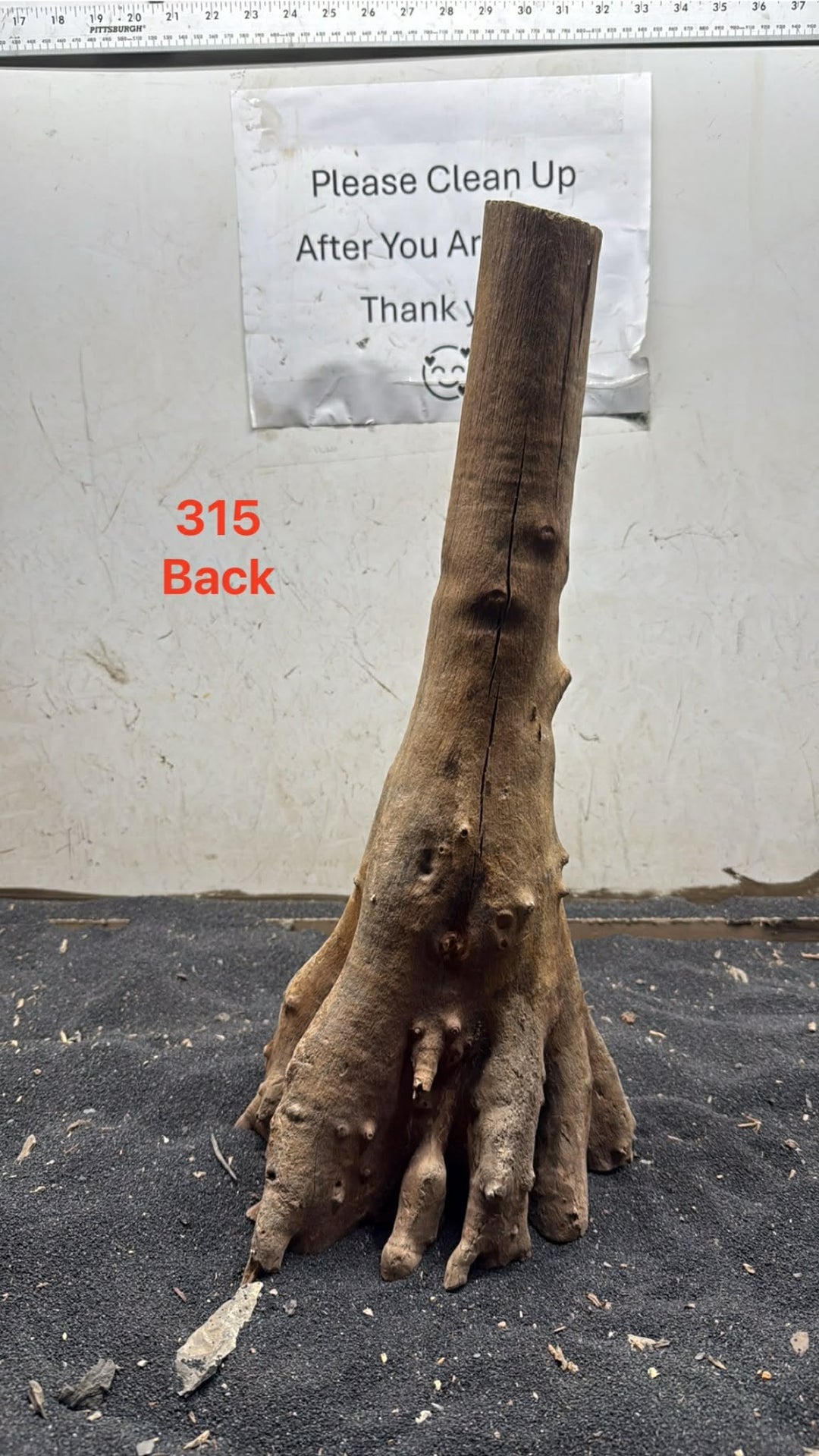 Mangrove Tree Stump 315