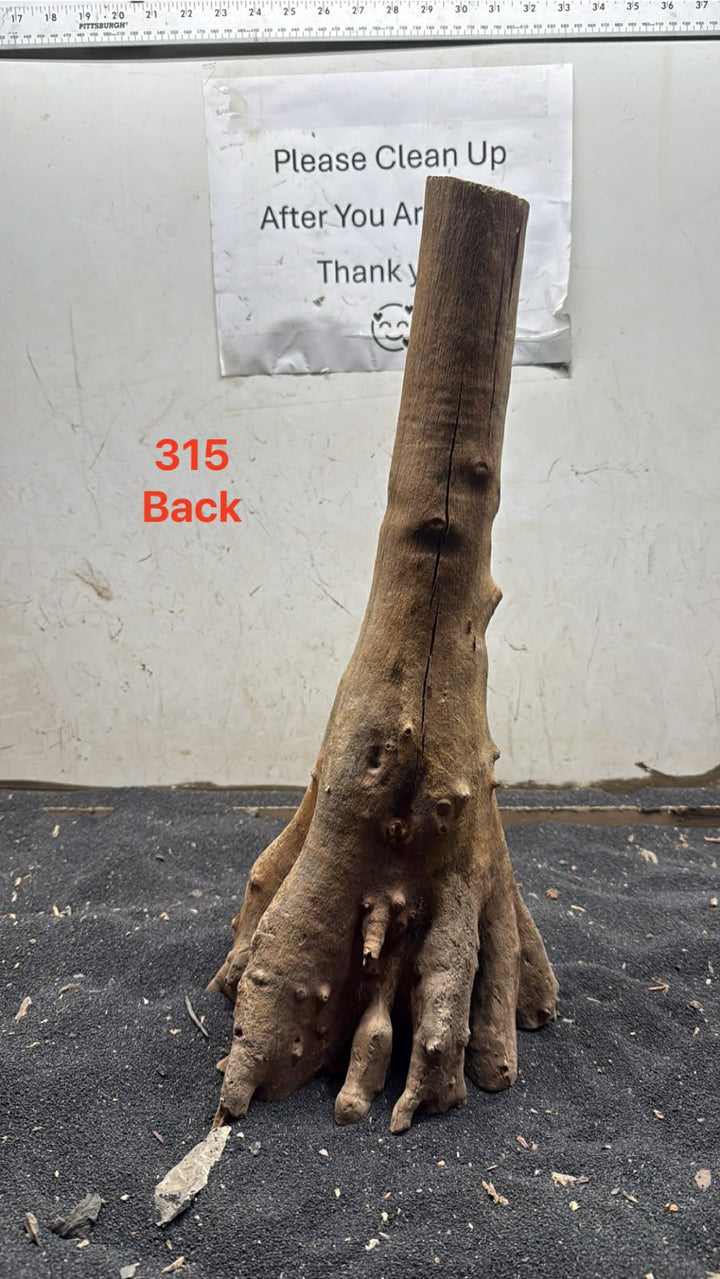 Mangrove Tree Stump 315