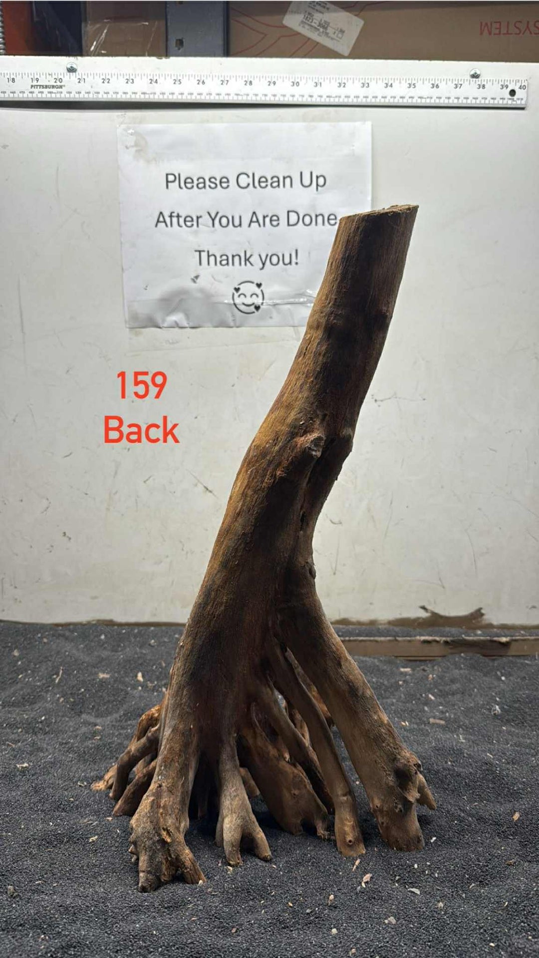 Mangrove Tree Stump 159