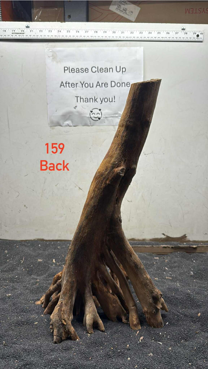 Mangrove Tree Stump 159