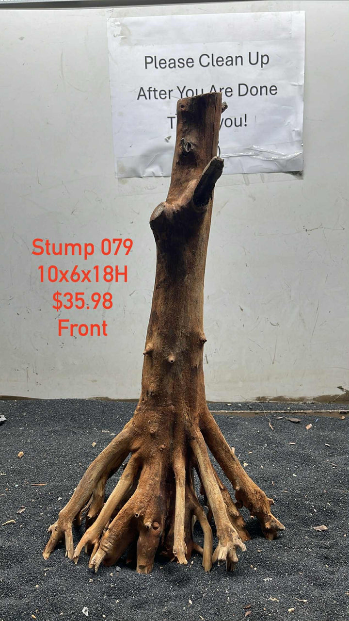 Mangrove Tree Stump 079