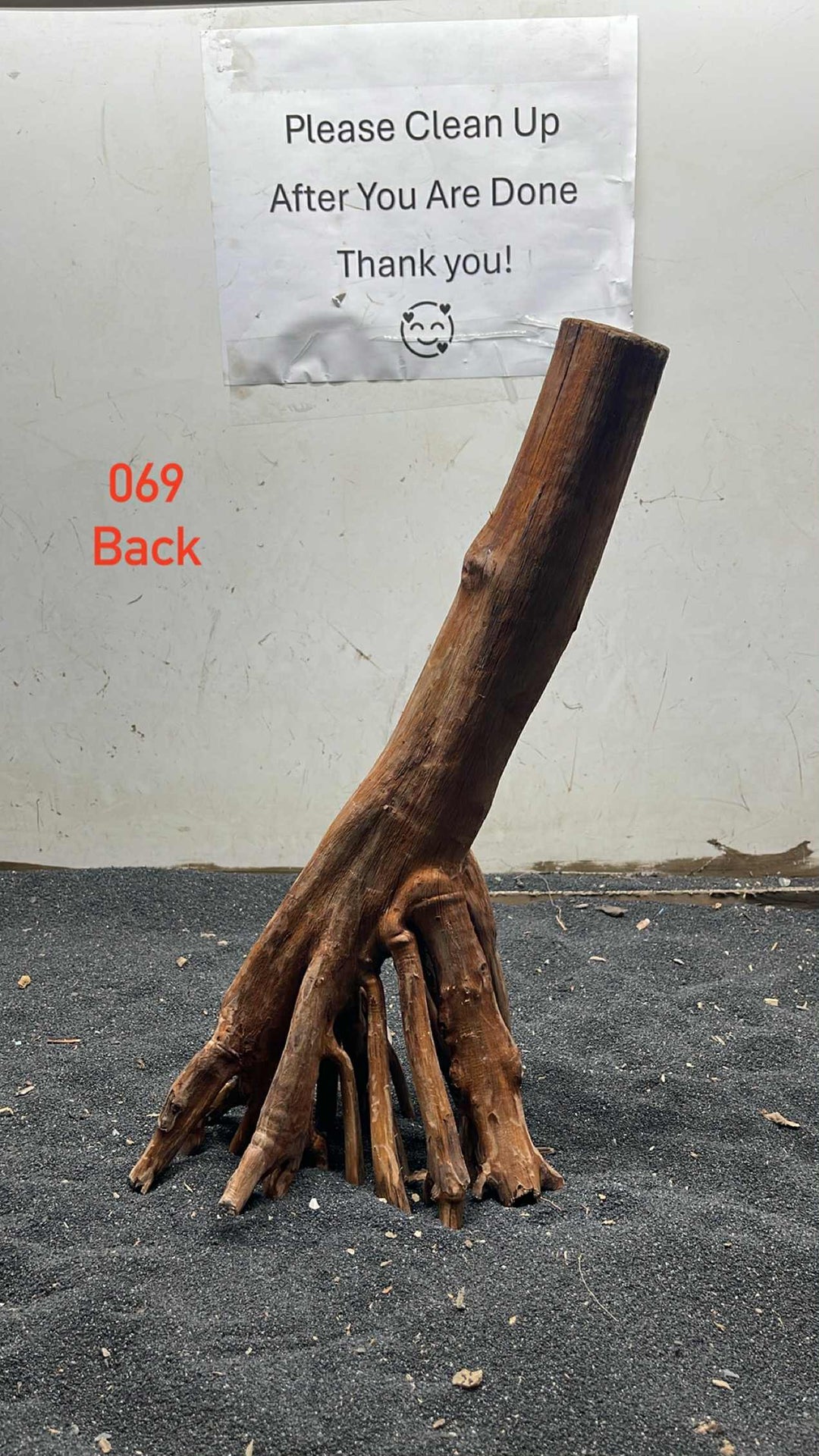 Mangrove Tree Stump 069
