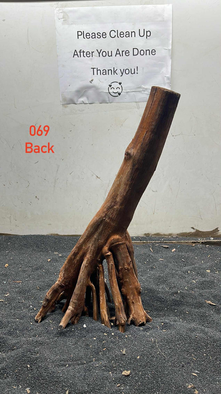 Mangrove Tree Stump 069