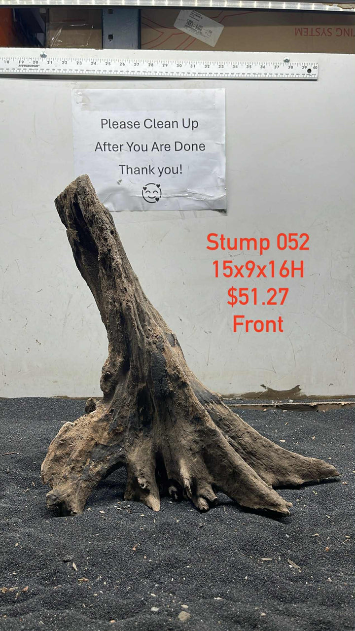 Mangrove Tree Stump 052