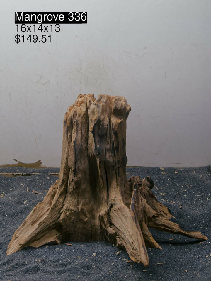 Mangrove Tree Stump 336