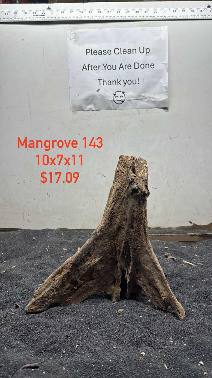 Mangrove Tree Stump 143