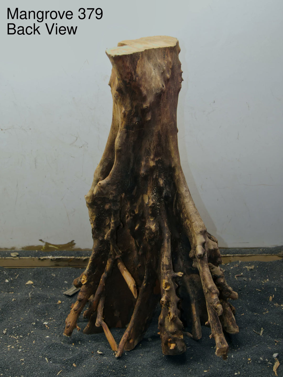 Mangrove Tree Stump 379