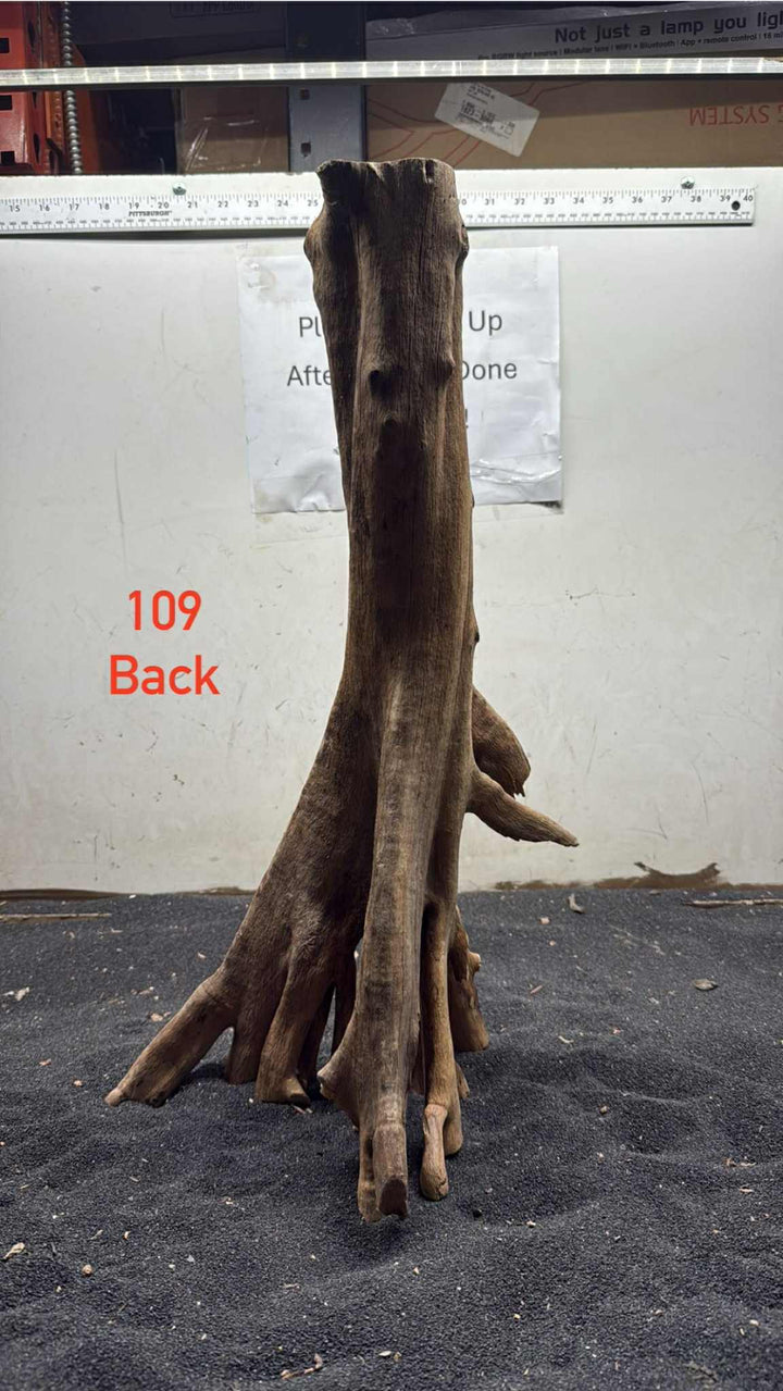 Mangrove Tree Stump 109