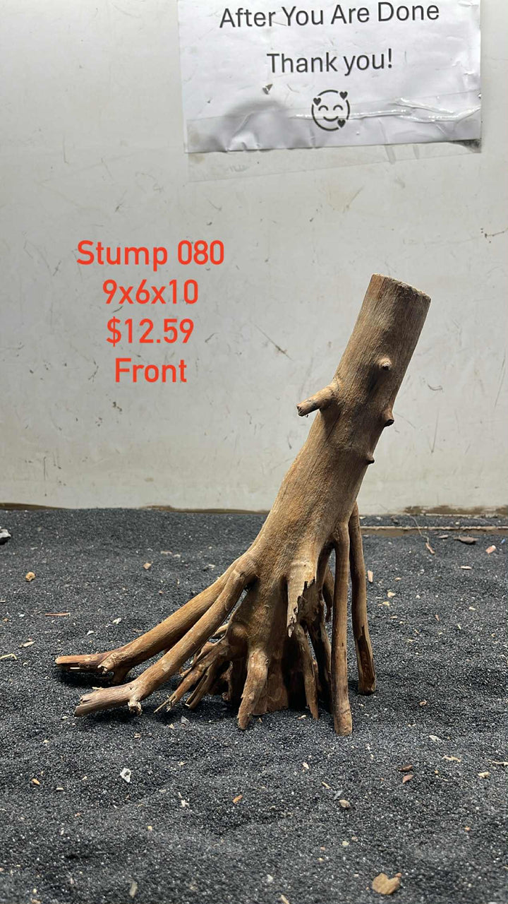 Mangrove Tree Stump 080