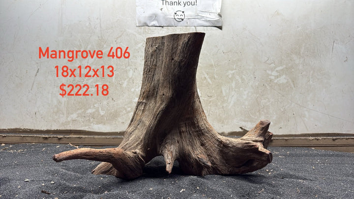 Mangrove Tree Stump 406