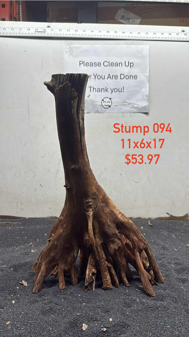 Mangrove Tree Stump 094