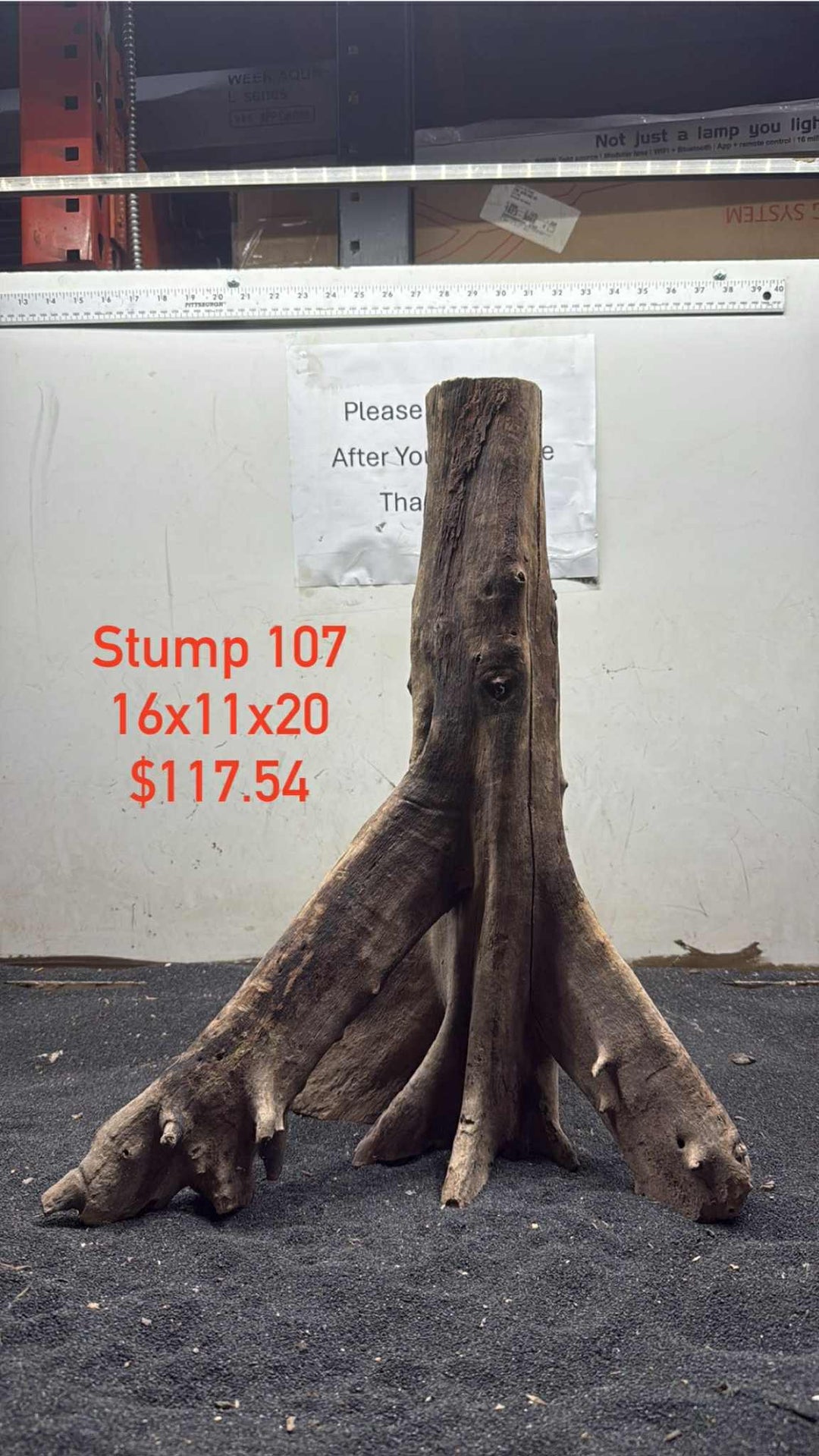 Mangrove Tree Stump 107