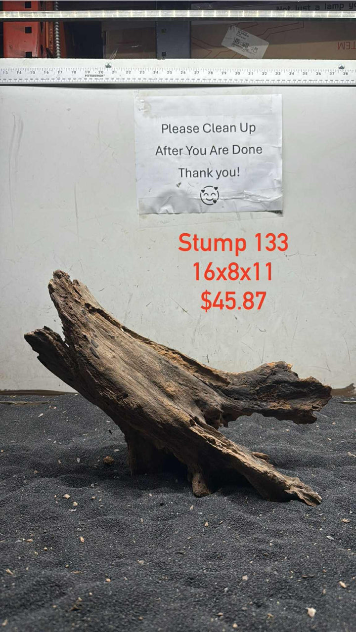 Mangrove Tree Stump 133