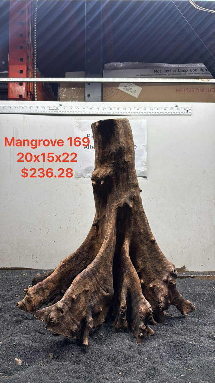 Mangrove Tree Stump 169