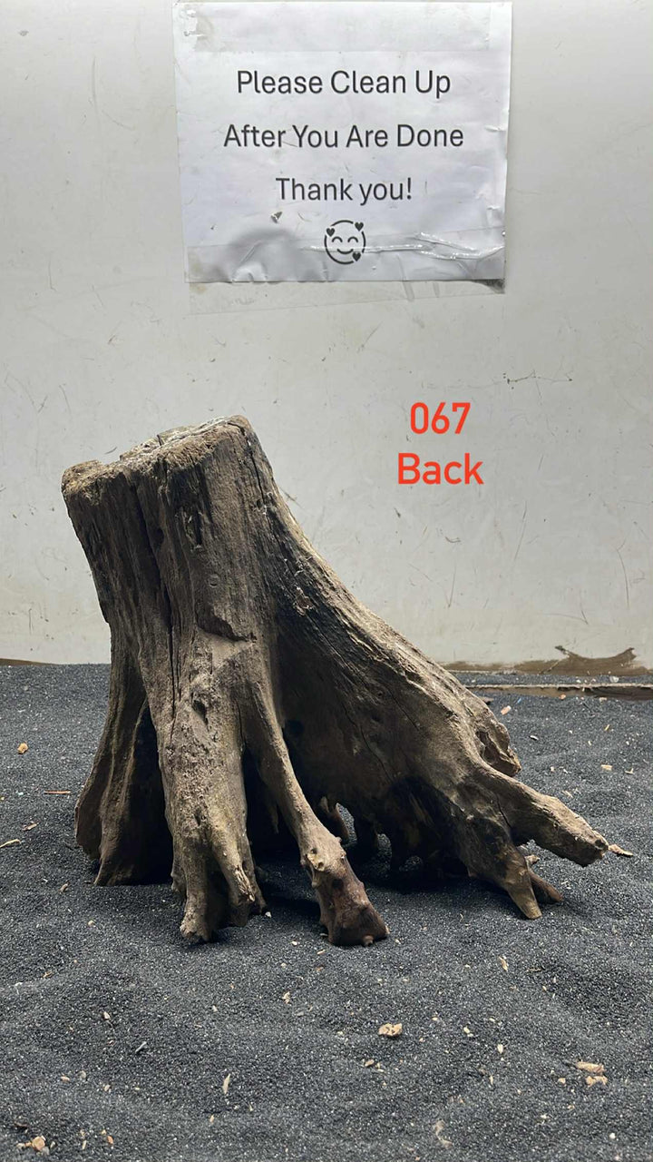 Mangrove Tree Stump 067