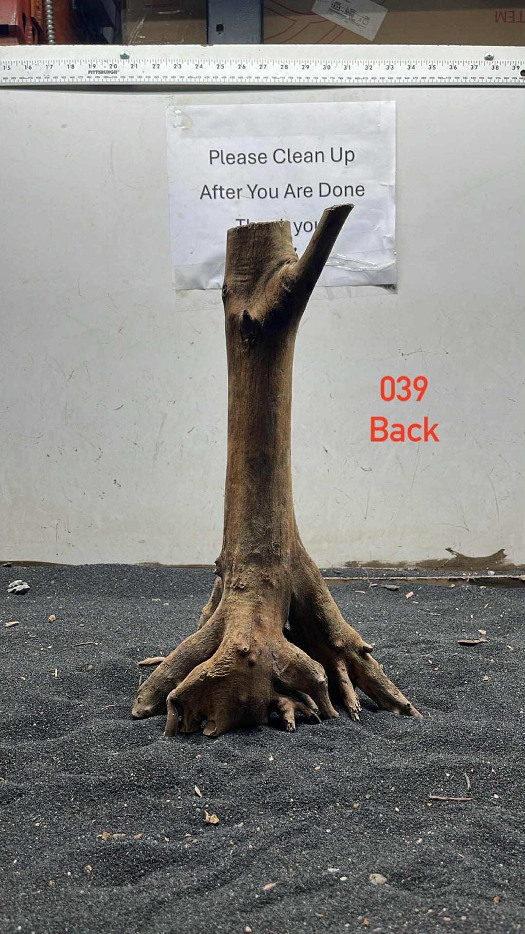 Mangrove Tree Stump 039