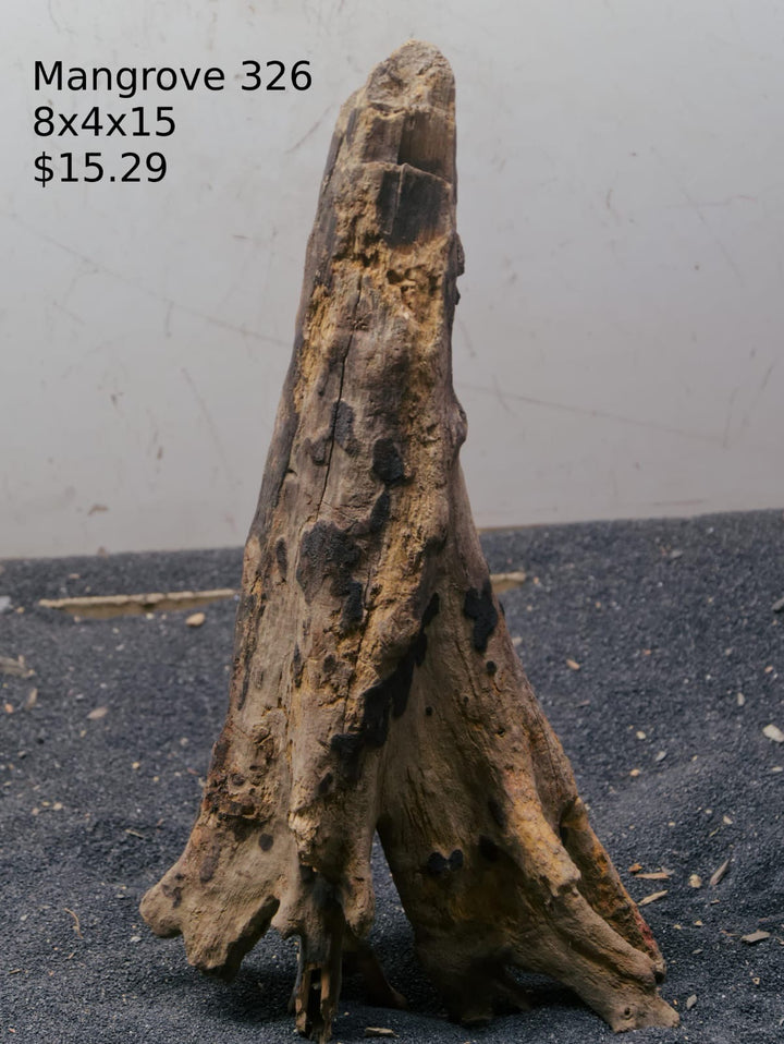 Mangrove Tree Stump 326