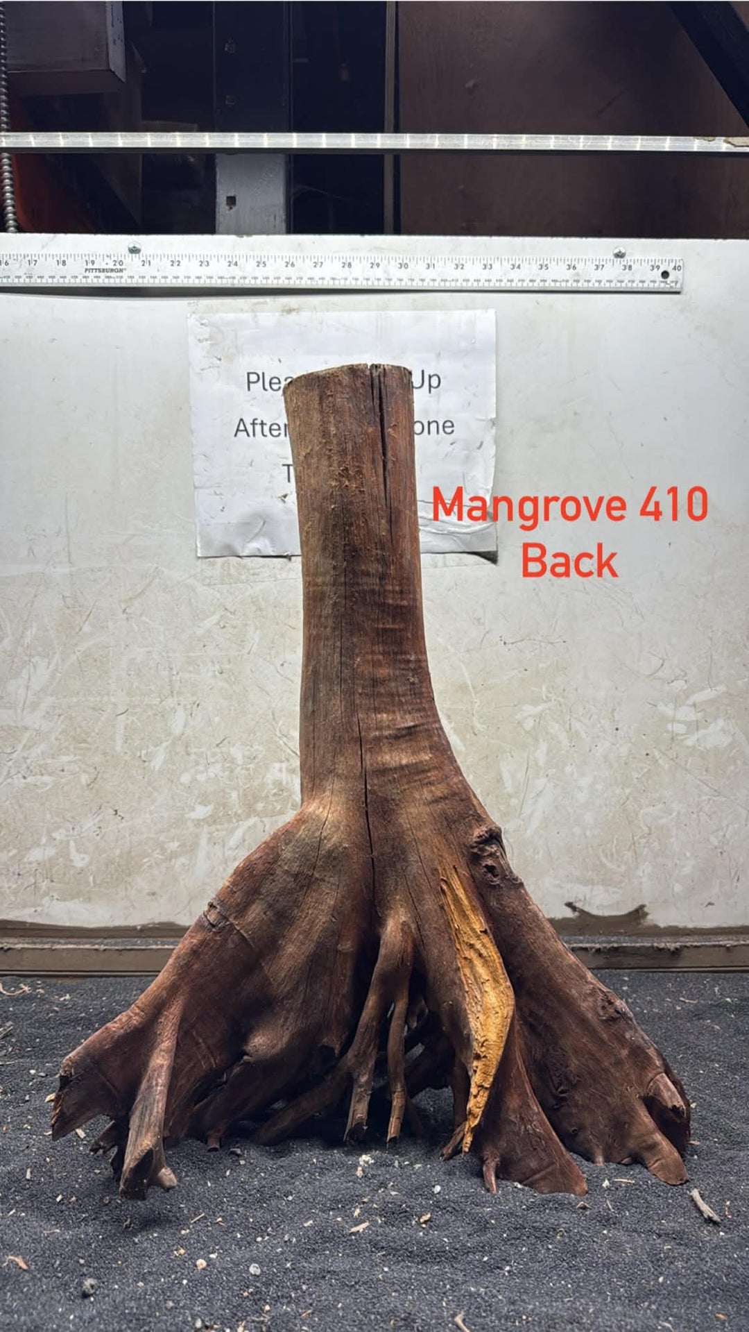 Mangrove Tree Stump 410