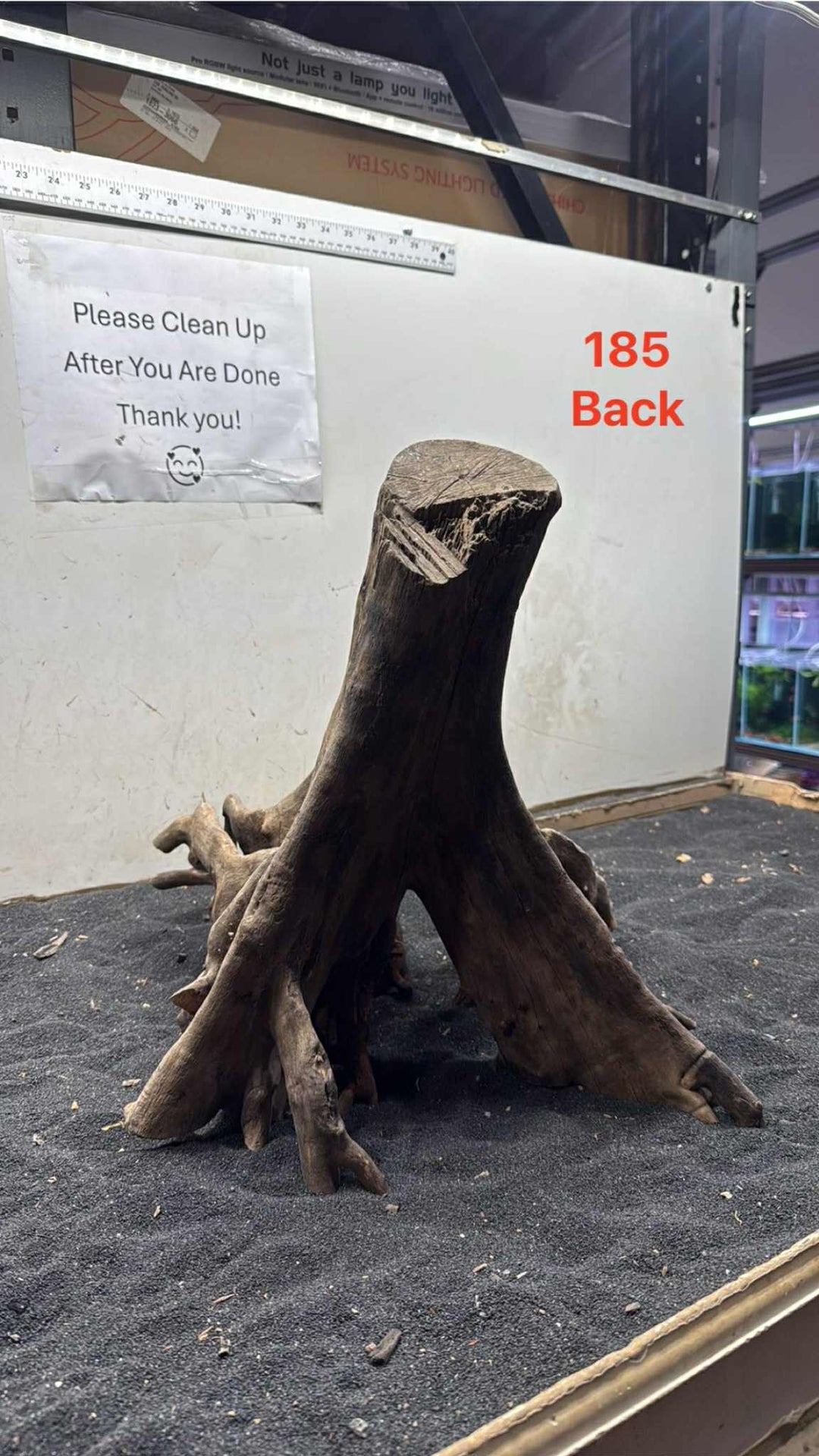 Mangrove Tree Stump 185