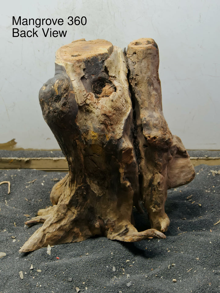 Mangrove Tree Stump 360