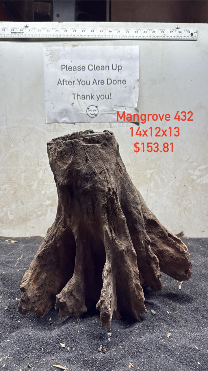 Mangrove Tree Stump 432