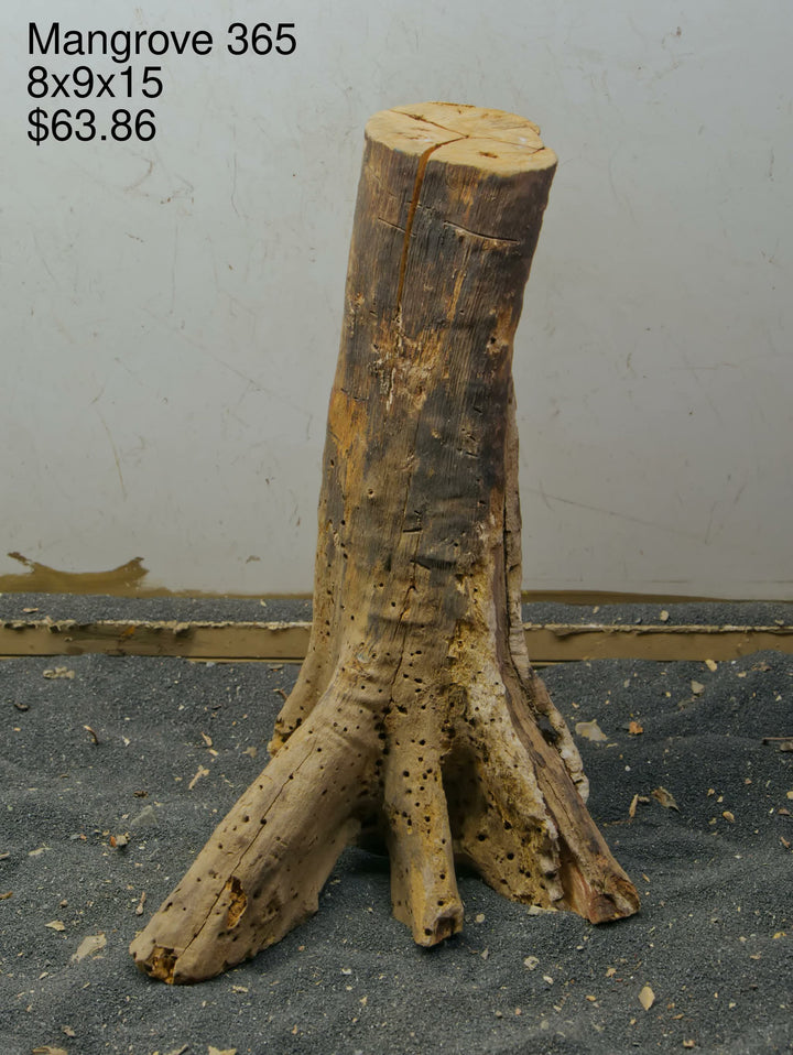 Mangrove Tree Stump 365