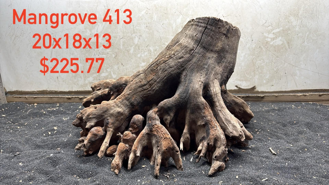 Mangrove Tree Stump 413