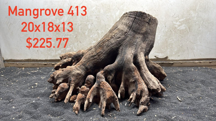 Mangrove Tree Stump 413