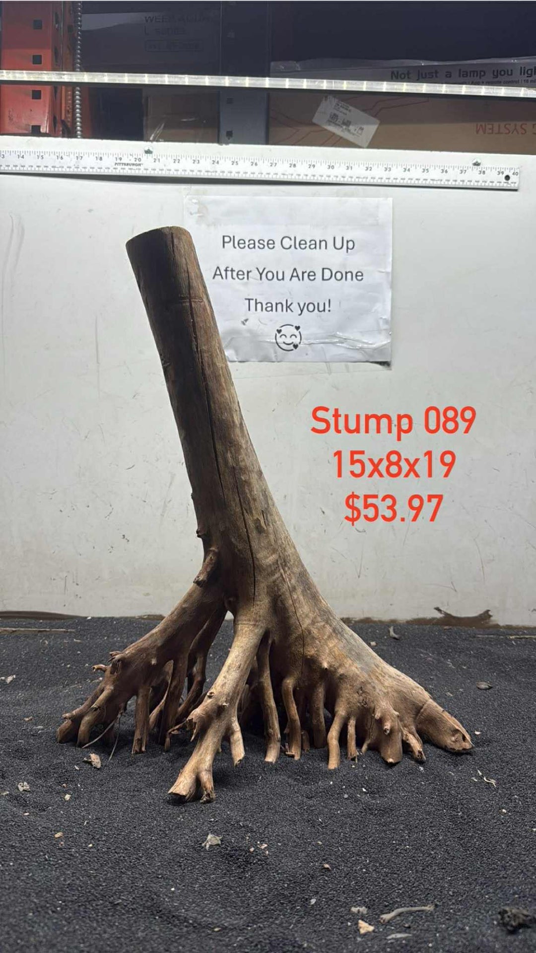 Mangrove Tree Stump 089