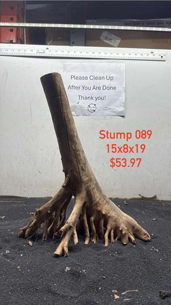 Mangrove Tree Stump 089