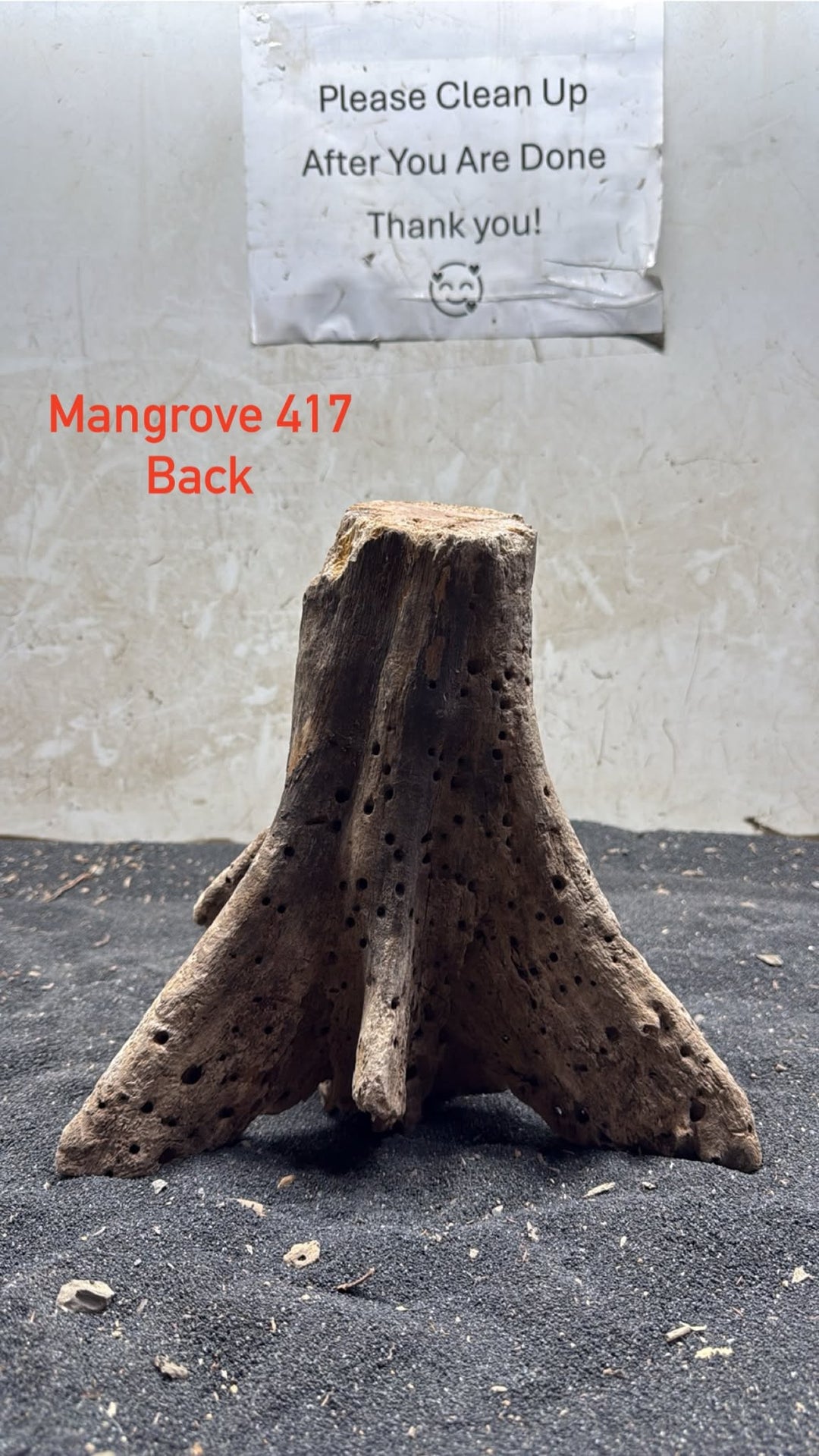 Mangrove Tree Stump 417