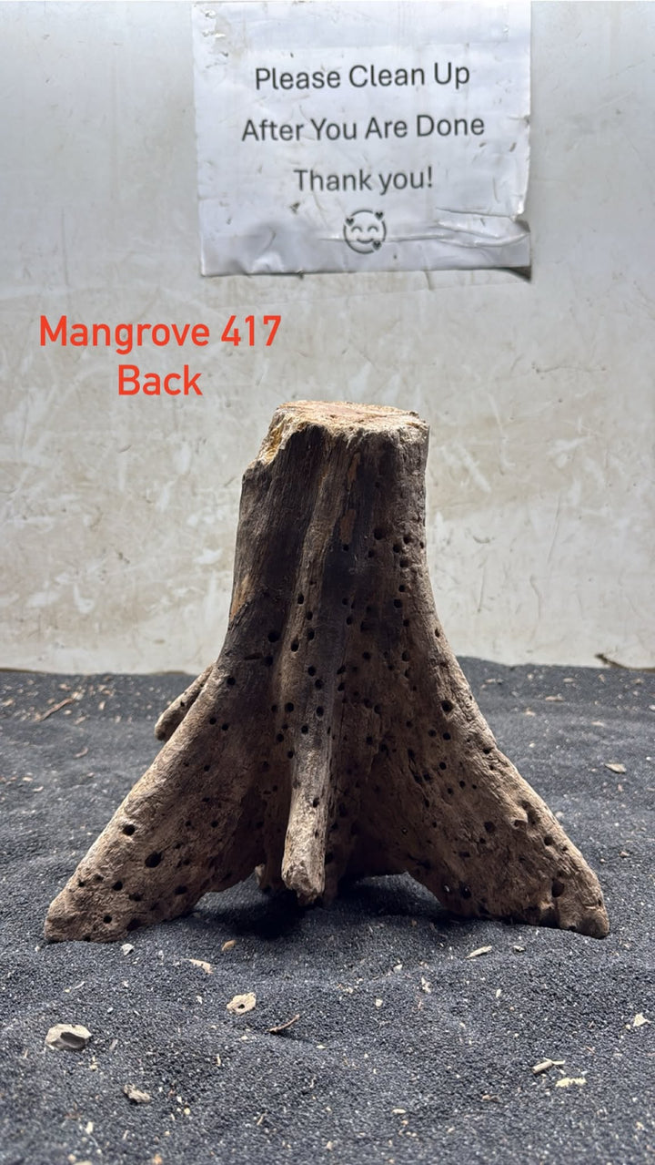 Mangrove Tree Stump 417