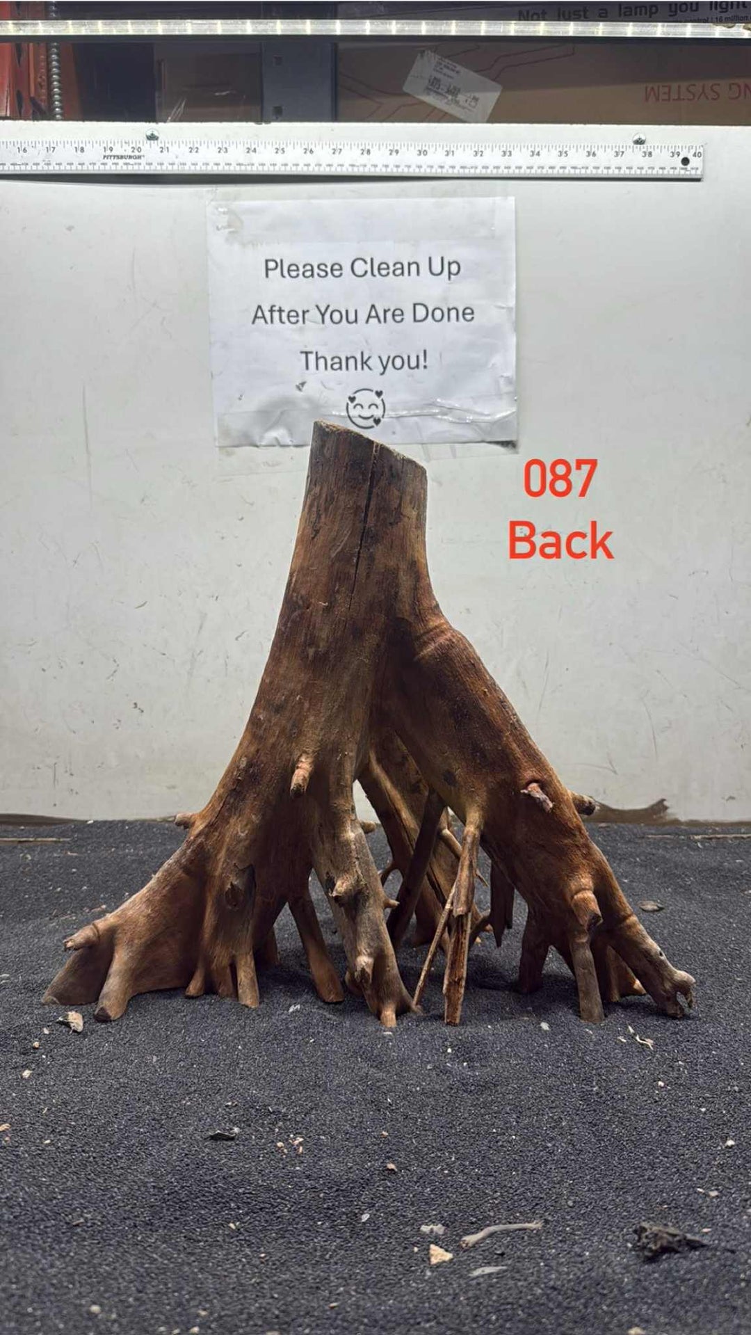 Mangrove Tree Stump 087