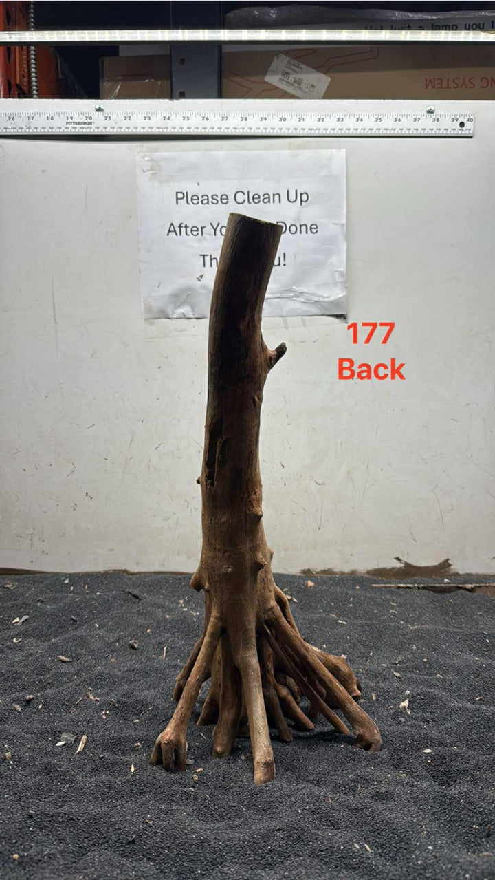 Mangrove Tree Stump 177
