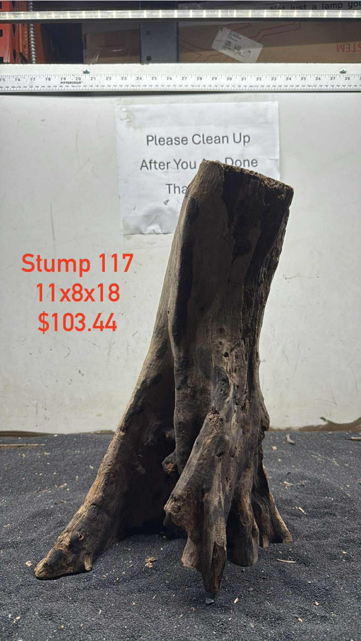 Mangrove Tree Stump 117